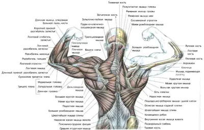 Главные составляющие тренировки для здоровья спины | Студия Активного  Здоровья 50+ | Дзен