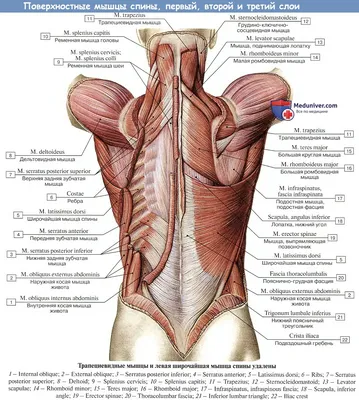 МЫШЦЫ И ФАСЦИИ СПИНЫ - Мышечная система - АТЛАС АНАТОМИИ ЧЕЛОВЕКА - Г.Л.  Билич 2014 | Human muscle anatomy, Human body anatomy, Body anatomy