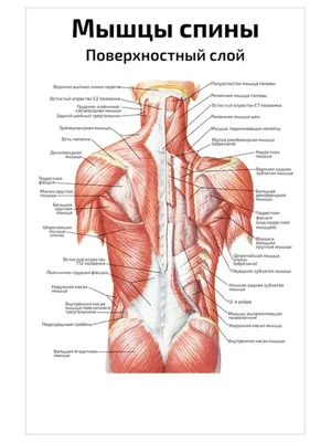 Анатомия : Поверхностные мышцы спины
