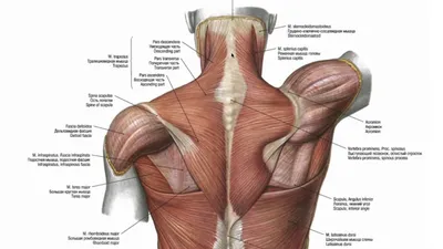 Что нужно знать про мышцы спины?