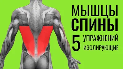 Квинг Мышцы спины поверхностный слой медицинский плакат 45х61см