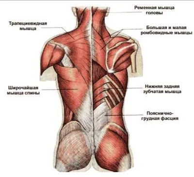 МЫШЦЫ СПИНЫ. 5 упражнений + ОШИБКИ УНИЧТОЖАЮЩИЕ ПРОГРЕСС! - YouTube