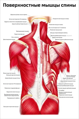 Плакат А2 ламинированный, обучающий / Поверхностные мышцы спины /  Медицинский плакат по косметологии и массажу / 457x610 мм - купить с  доставкой по выгодным ценам в интернет-магазине OZON (790480209)