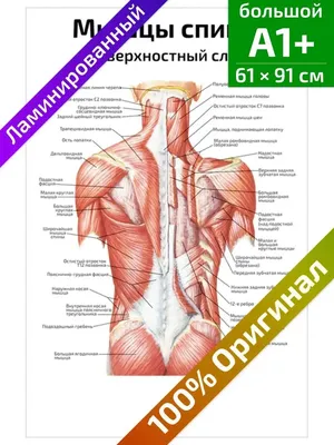 Болят мышцы спины