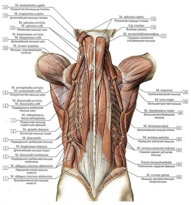 Мышцы спины: анатомия. Интересно и познавательно об анатомии спины