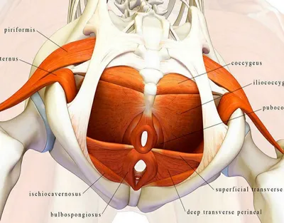 Мышцы тазового дна фотографии