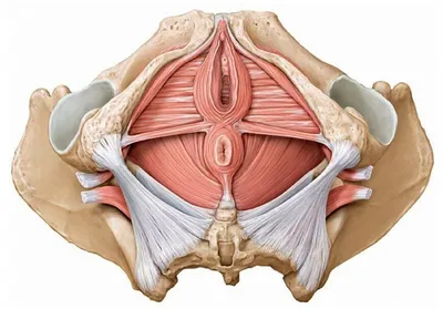 Мышцы тазового дна у женщин. Часть 1. (18+) 3-D обзор. | Анатомия в 3D |  Дзен