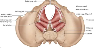 Дисфункция тазового дна - KinesioPro