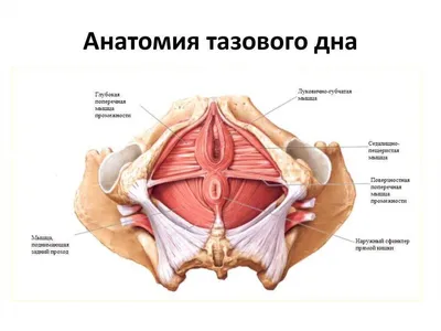 Простая растяжка тазового дна | Массаж.ру