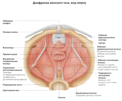 Дисфункция тазового дна - симптомы, диагностика и лечение — Клиника «Доктор  рядом»
