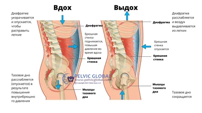 Physio Sapiens - ⭕ Гипертонус мышц тазового дна 🙂 Нормальный тонус мышц  тазового дна важен для поддержания органов малого таза и контроля функции  кишечника и мочевого пузыря. Также важно, чтобы человек мог