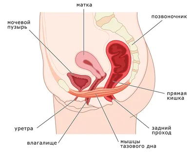 Упражнения для укрепления мышц тазового дна для женщин, упражнение Кегеля