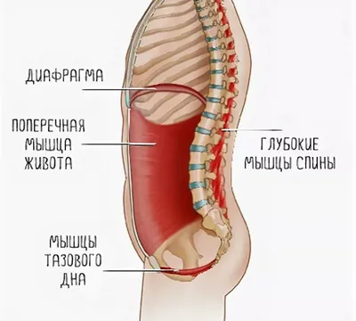 Тренировки мышц тазового дна