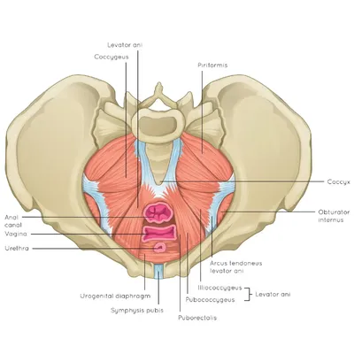 Тренировки при дисфункции мышц тазового дна - KinesioPro