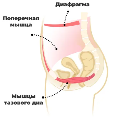 Упражнения для мышц тазового дна. Гимнастика для женщин | Здоровая жизнь |  Здоровье | АиФ Аргументы и факты в Беларуси