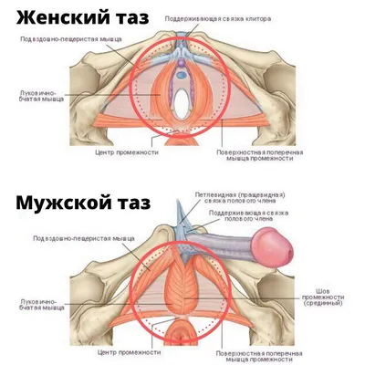 Анатомия - СЛАБОСТЬ МЫШЦ ТАЗОВОГО ДНА И СЕКСУАЛЬНЫЕ... | Facebook