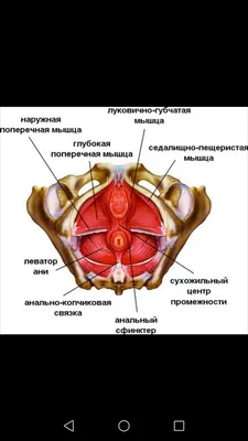 Укрепляем мышцы тазового дна. Активное долголетие — ФГБУ «НМИЦ ТПМ»  Минздрава России