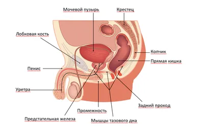 УЗИ тазового дна