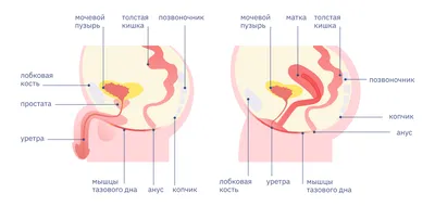 Анатомические особенности структур тазового дна при ранних формах пролапса  тазовых органов