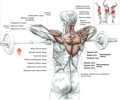 Тренировки: Трапеции!