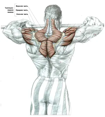 Как накачать трапециевидную мышцу в домашних условиях — основные упражнения  и рекомендации | Официальный сайт – “Славянская клиника похудения и  правильного питания”