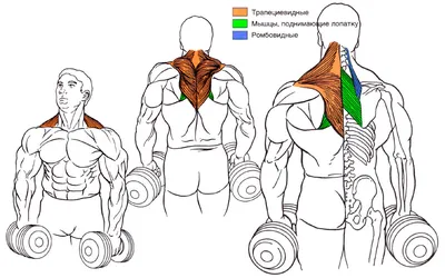 Трапециевидная мышца — анатомия, биомеханика и эффективные упражнения |  Фитсевен | Дзен