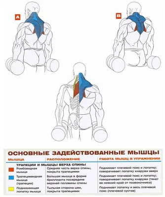 Для чего нужно качать трапециевидную мышцу. И нужно ли? | fitnechannel |  Дзен