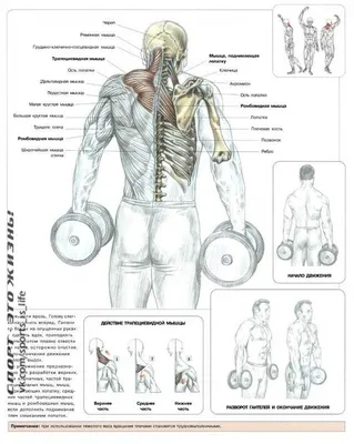 Упражнения на трапецию — тренировки для трапециевидной мышцы в домашних  условиях и в зале