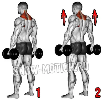 Как накачать трапеции или самые эффективные упражнения - СПОРТ - ЭТО ЖИЗНЬ,  №1064331707 | Фотострана – cайт знакомств, развлечений и игр