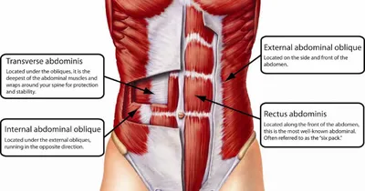 Мышцы живота фотографии