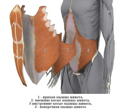 Прямая мышца живота | Массаж.ру
