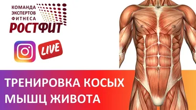 Диастаз прямых мышц живота: что такое, причины, как определить, как убрать,  как лечить, профилактика