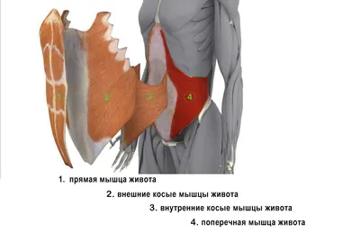 Медицинский центр «Симметрия» - Слабые прямые мышцы живота — одна из  проблем нарушения осанки. ⠀ Чрезмерно слабые и растянутые мышцы пресса  перекладывают нагрузку по поддержанию позвоночника в вертикальном положении  на квадратные поясничнуые