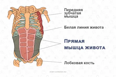 Диастаз прямых мышц живота - причины, симптомы, диагностика, лечение и  профилактика