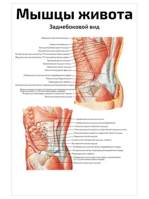 Диастаз мышц живота корректируется оперативно в клинике профессора Блохина  в Москве