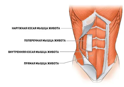 Живот (Пресс)