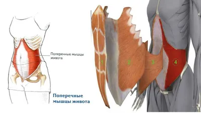 Квинг Мышцы живота заднебоковой вид анатомический плакат 45х61см