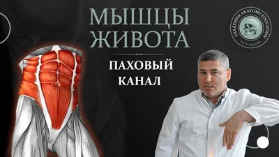 Мышцы живота во время беременности и после родов: как вернуть животику  форму?