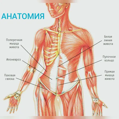 Анатомия : Мышцы живота.