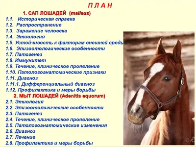 Как правильно мыть лошадь и какие средства использовать - HorseUA