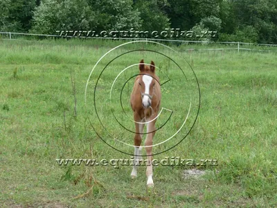 Horses » Белые ноги более подвержены заболеваниям? Все ветеринары согласны  с этим, (выпуск журнала №46)