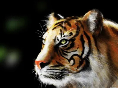 Красивый рисунок тигра на аватарку — Скачать картинки