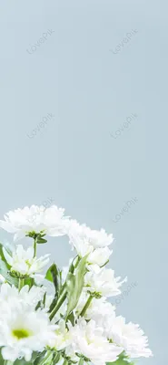 Цветочные обои на белом фоне картинки на телефон изображение_Фото номер  400627024_JPG Формат изображения_ru.lovepik.com