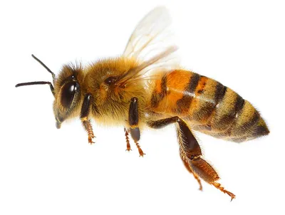 Пчела на белом фоне (109 фото) » ФОНОВАЯ ГАЛЕРЕЯ КАТЕРИНЫ АСКВИТ
