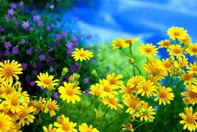Летнее фото желтых цветов | Обои для телефона