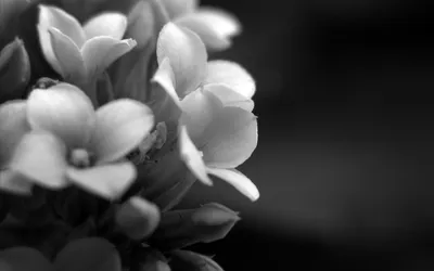 Чёрно-белые цветы в макросъёмке на обои телефона | Обои для телефона