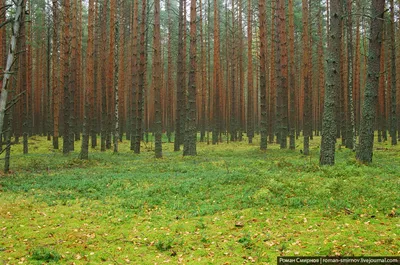 Осень в лесу. Немного аналоговой фотографии на пленку.