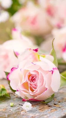 Обои для рабочего стола роза розовые Цветы Крупным планом 1080x1920