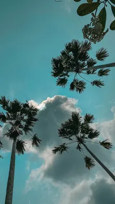 Фото на заставку телефона с пальмами и небом | Photo wall collage, Nature,  Picture