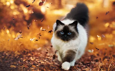 Красивых котиков на заставку - картинки и фото koshka.top